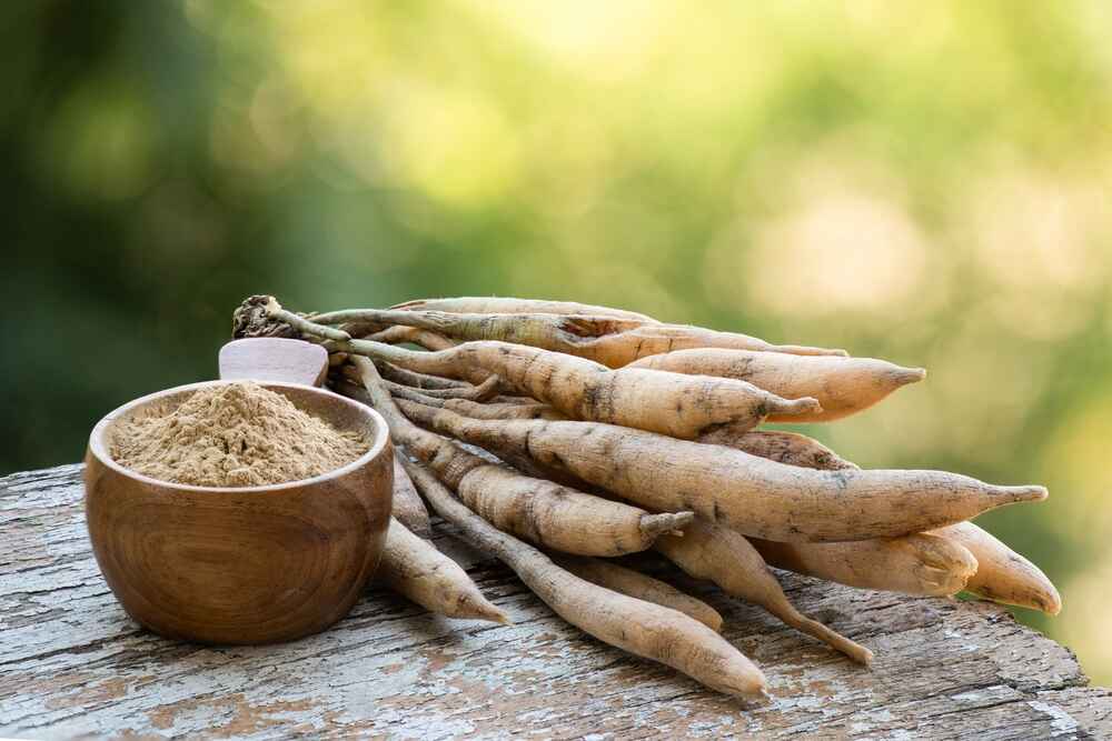 Shatavari or Asparagus racemosus roots and powder