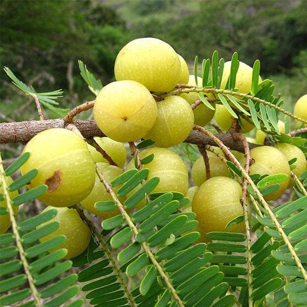 Fresh Amla